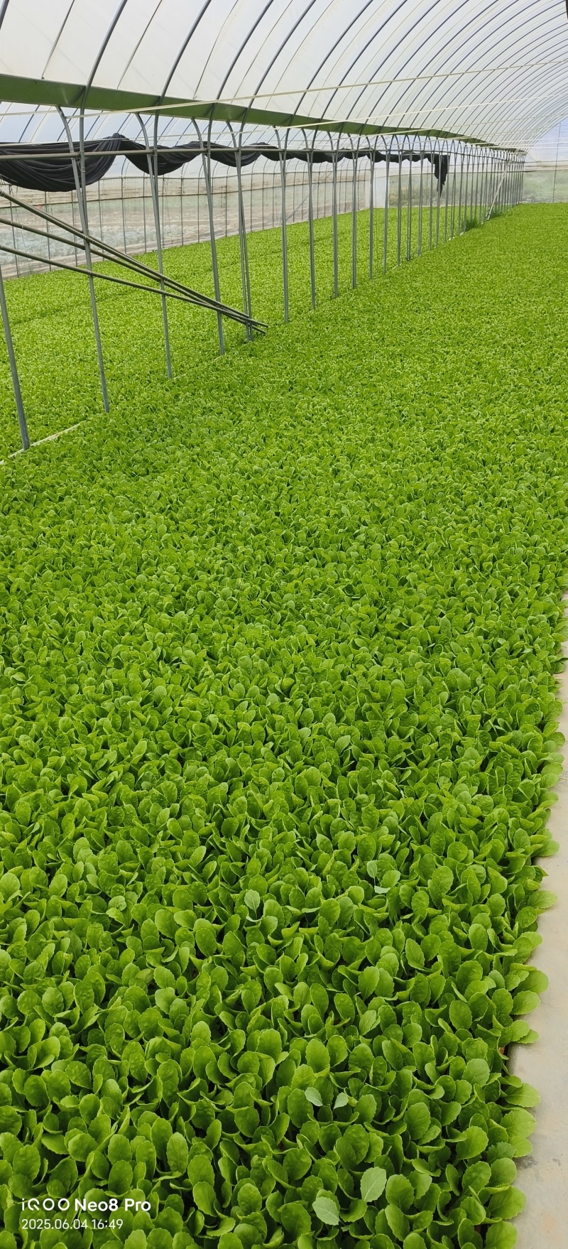 德高117白菜苗抗大根菜型好防烧心抗病性强现挖现