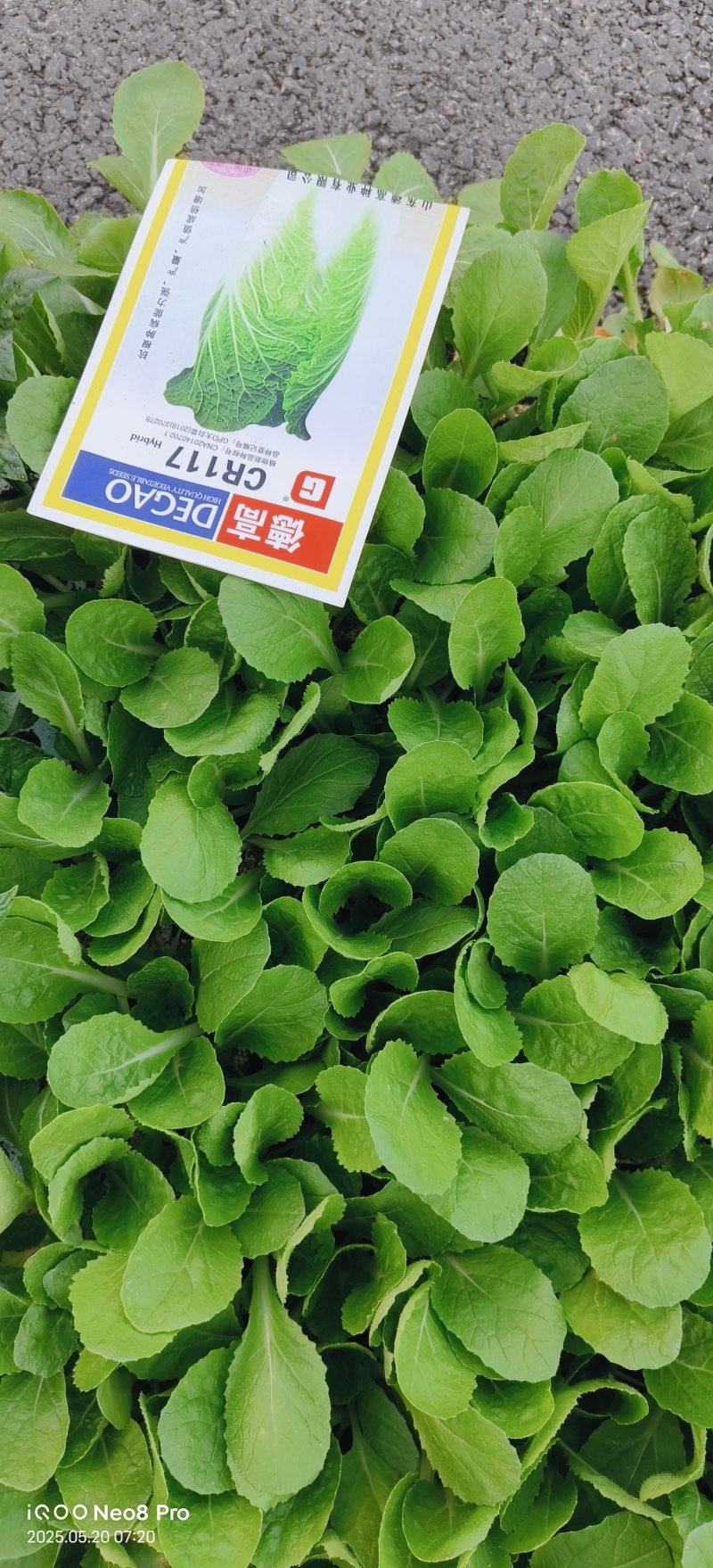 德高117白菜苗抗大根菜型好防烧心抗病性强现挖现