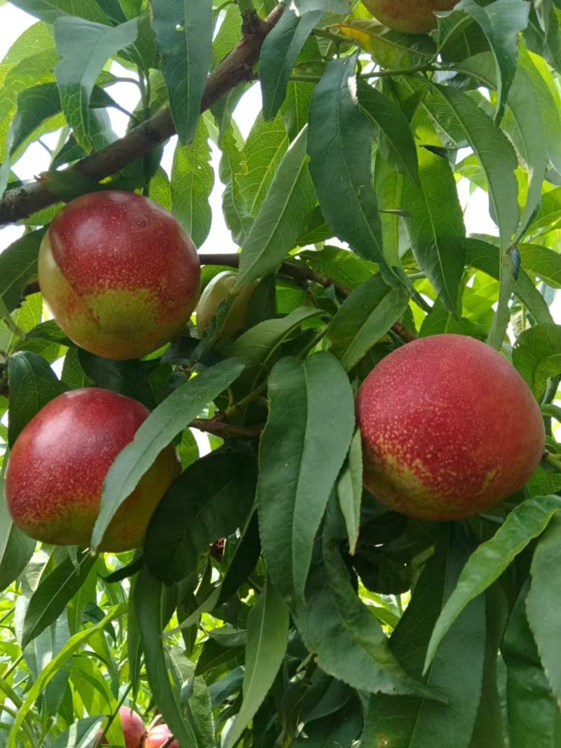 金明红油桃，中油四红油桃，中油27红油桃大量上市