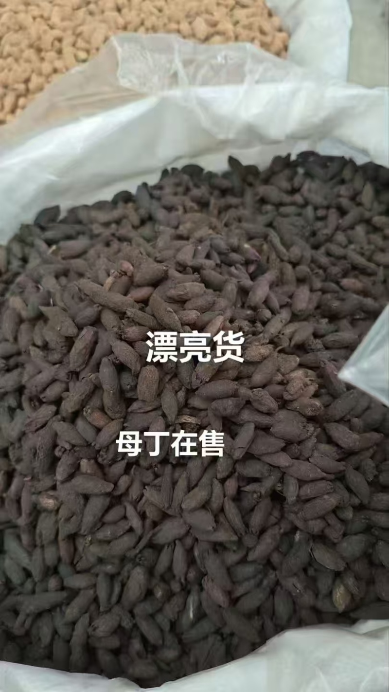母丁香香料鸡舌香雌丁香卤味增香大货对接可联系