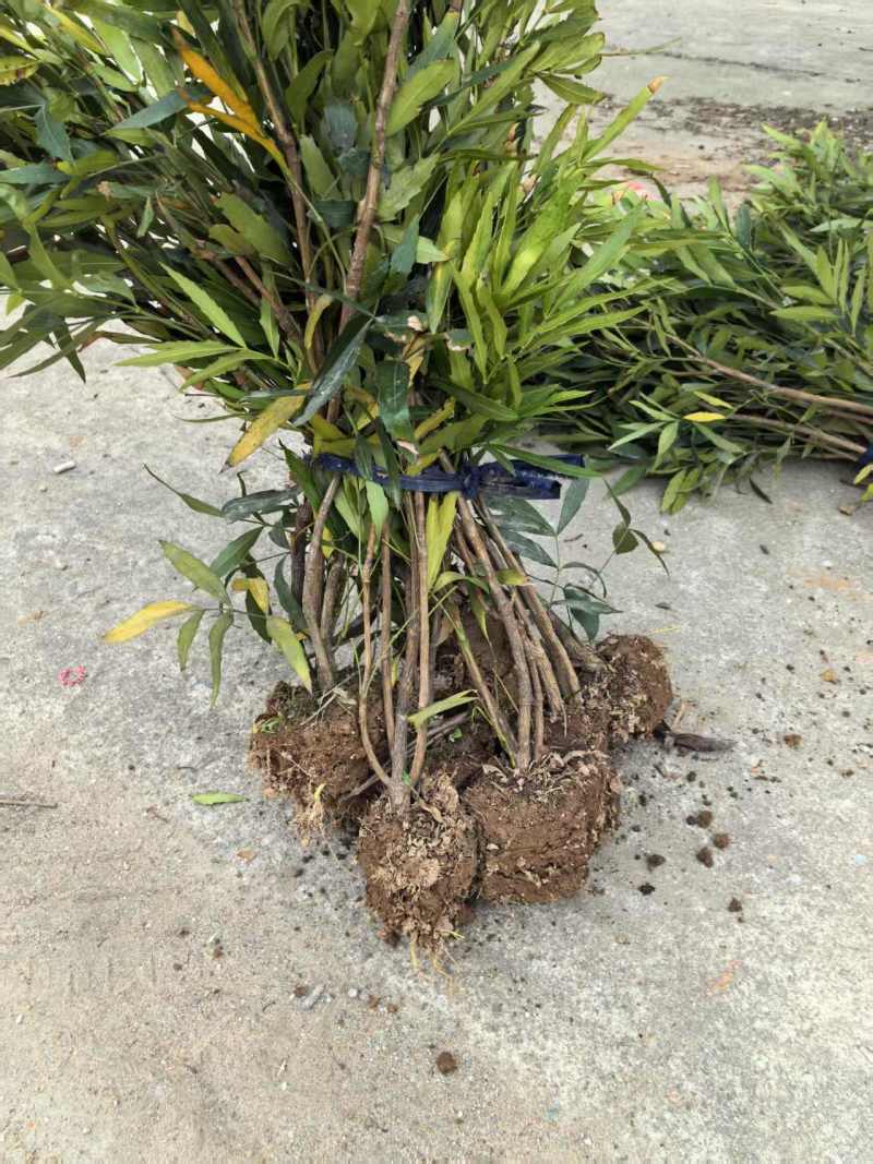 十大功劳潢川县苗大量上市量大从优一手货源保质保量！