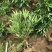 十大功劳潢川县苗大量上市量大从优一手货源保质保量！