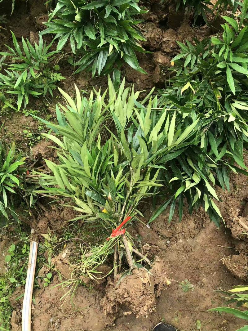 十大功劳潢川县苗大量上市量大从优一手货源保质保量！