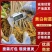 黄柏树苗大叶厚皮川黄柏苗诚信经营根系发达量大从优