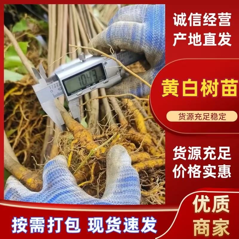 黄柏树苗大叶厚皮川黄柏苗诚信经营根系发达量大从优