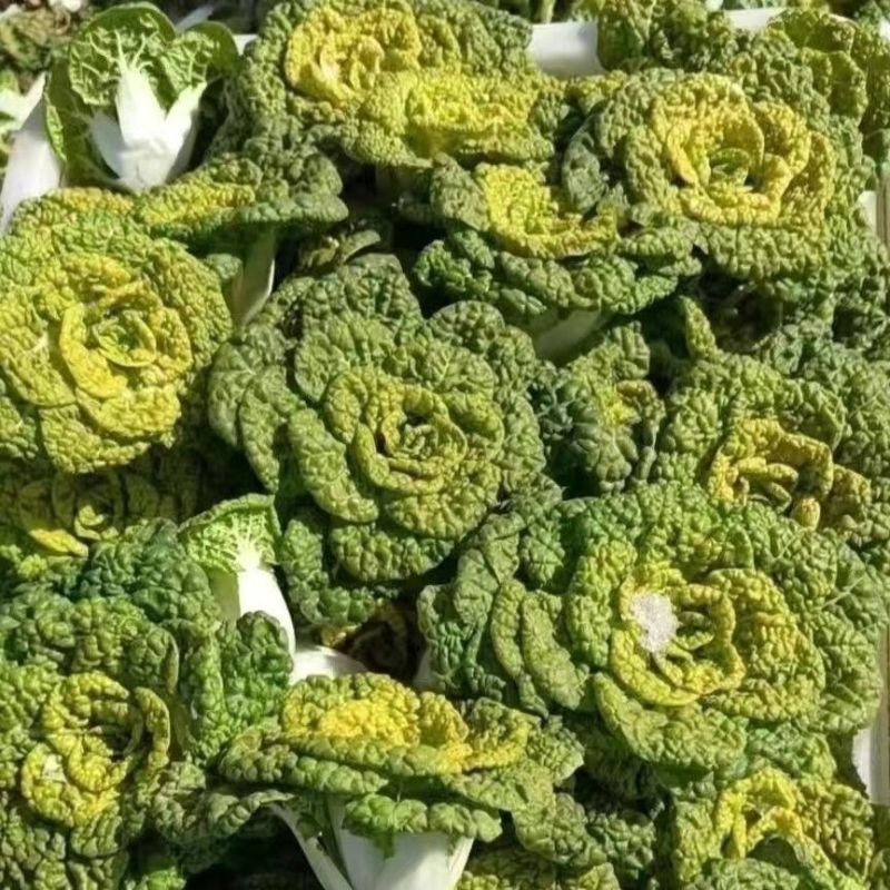 理想金光灿灿塌地乌种子杂交黄心乌塌菜种籽火锅菜耐寒高产