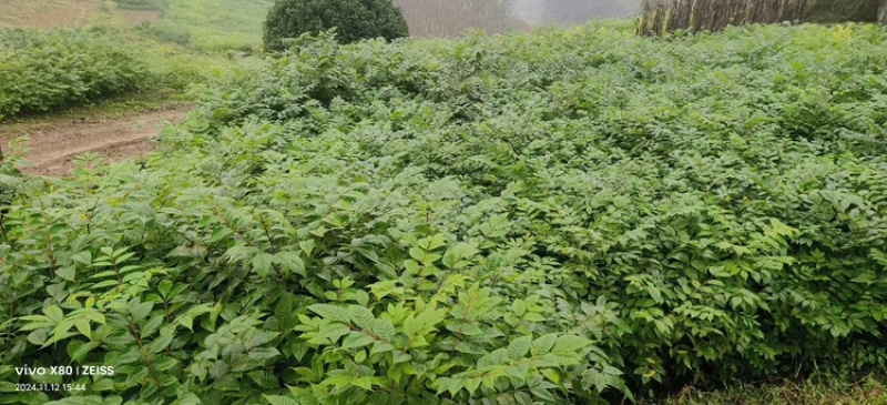 黄柏树苗大叶厚皮川黄柏苗诚信经营根系发达量大从优