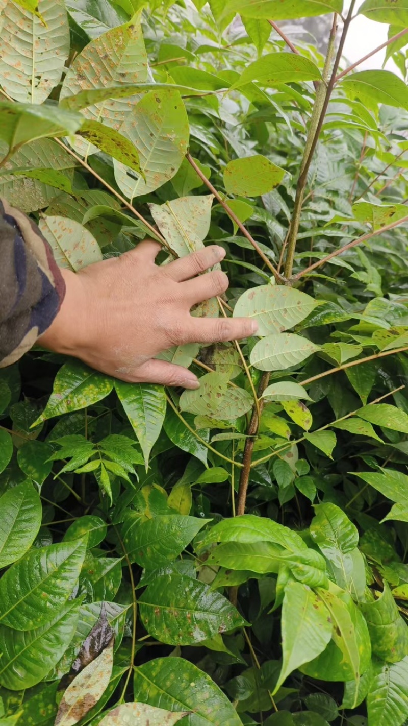 黄柏树苗大叶厚皮川黄柏苗诚信经营根系发达量大从优