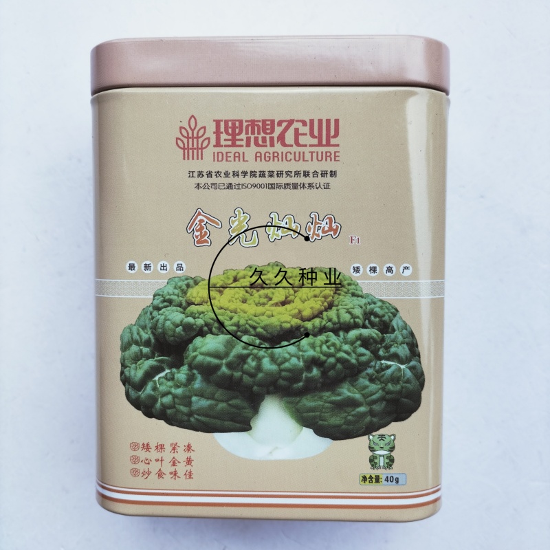 理想金光灿灿塌地乌种子杂交黄心乌塌菜种籽火锅菜耐寒高产
