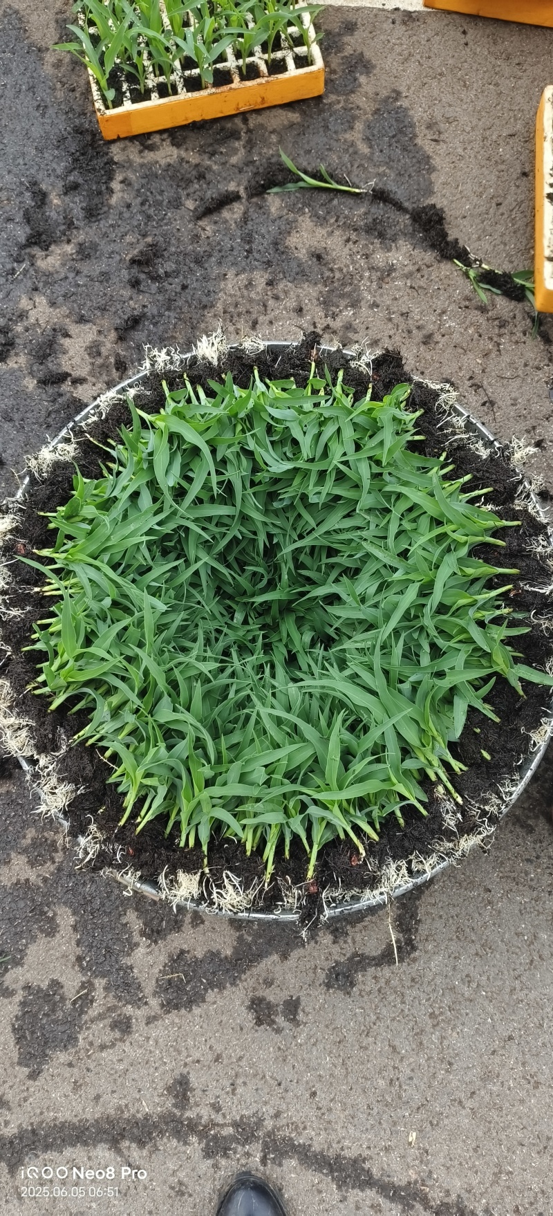 《玉米苗》水果玉米/糯玉米苗子/云南通海基地现挖现发