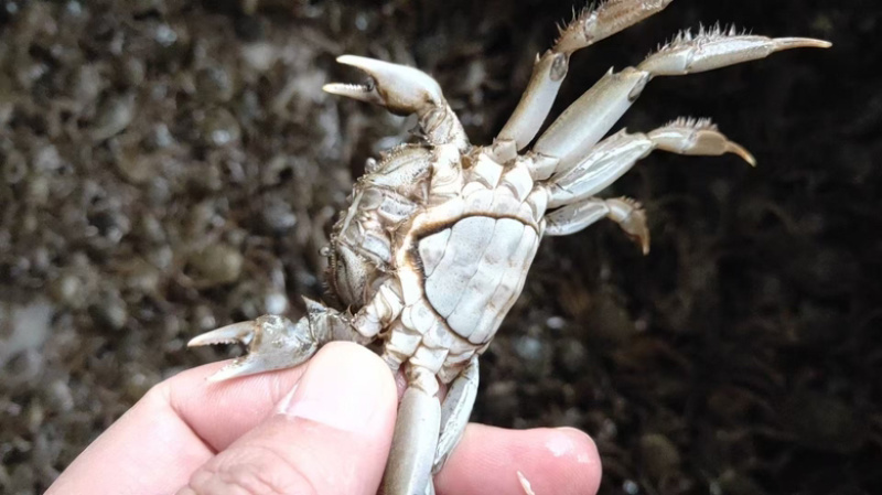 蟹苗大闸蟹蟹苗，江苏产地直发，货源充足，量大从优