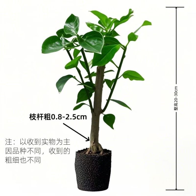 （四季爆花）新品三角梅多色阳台盆栽老桩耐热四季开花