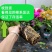 （四季爆花）新品三角梅多色阳台盆栽老桩耐热四季开花