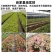 （四季爆花）新品三角梅多色阳台盆栽老桩耐热四季开花