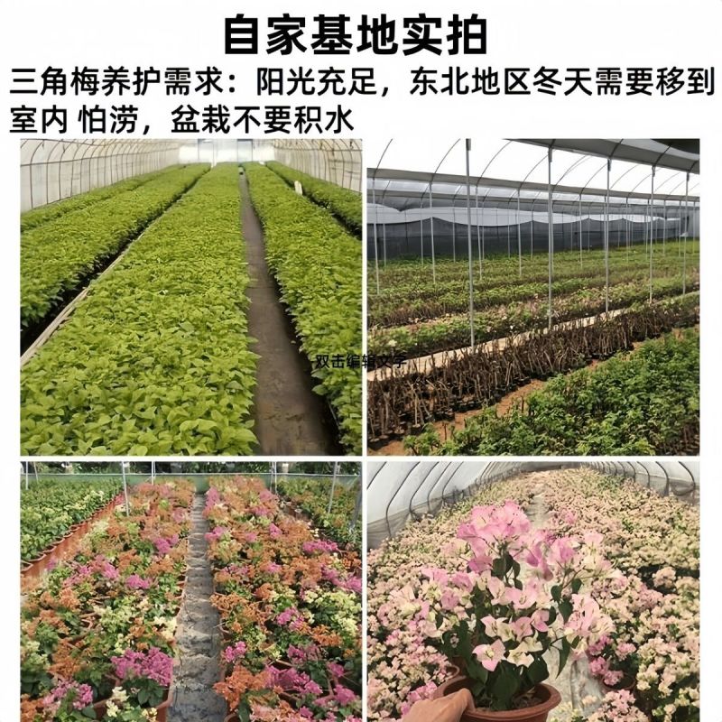 （四季爆花）新品三角梅多色阳台盆栽老桩耐热四季开花