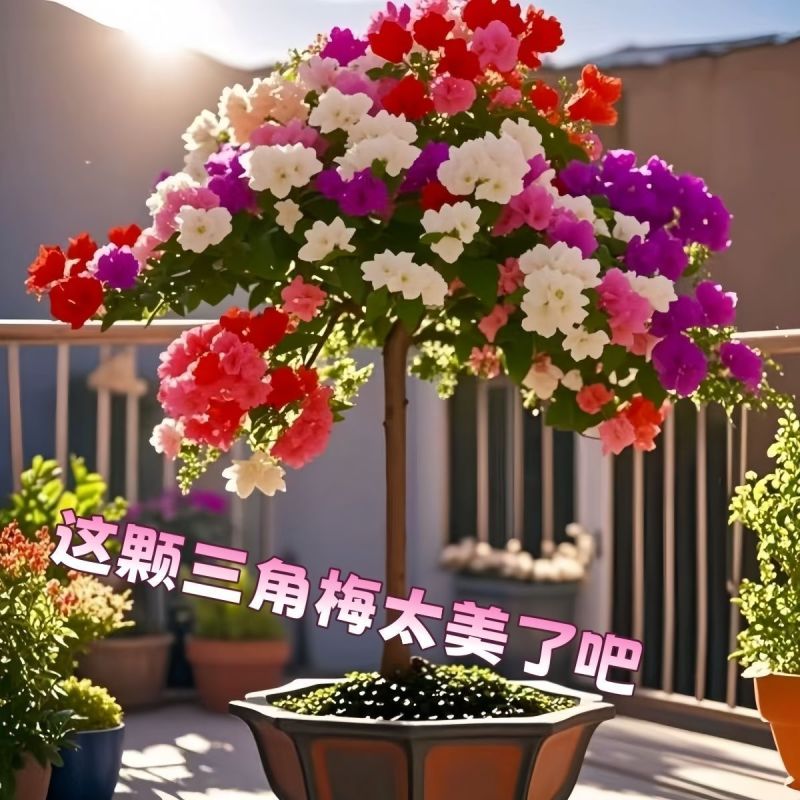 （四季爆花）新品三角梅多色阳台盆栽老桩耐热四季开花