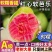 红心芭乐番石榴软糯软心新鲜应季孕妇低糖类水果红白双拼