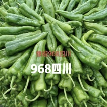 豫椒968牛角椒早熟大果摘掉4茬辣椒还是很大165克重