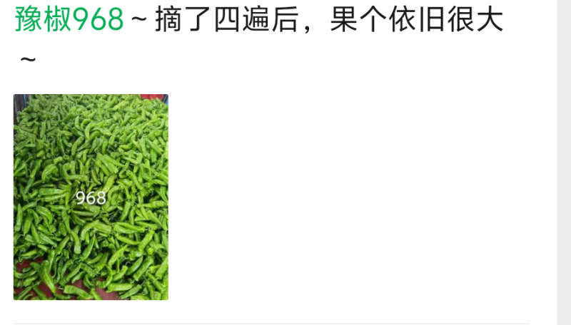豫椒968牛角椒早熟大果摘掉4茬辣椒还是很大165克重