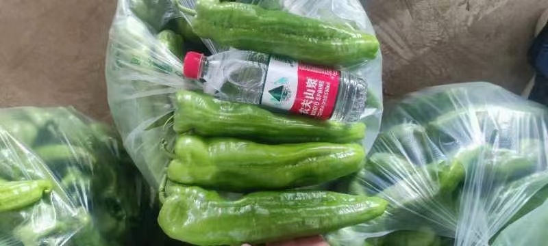 豫椒968牛角椒早熟大果摘掉4茬辣椒还是很大165克重