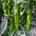 豫椒968牛角椒早熟大果摘掉4茬辣椒还是很大165克重