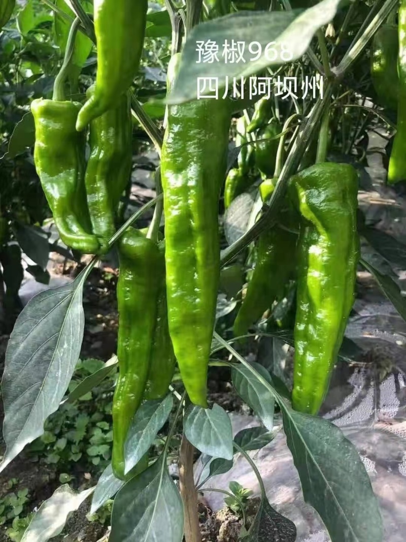 豫椒968牛角椒早熟大果摘掉4茬辣椒还是很大165克重