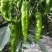 豫椒968牛角椒早熟大果摘掉4茬辣椒还是很大165克重