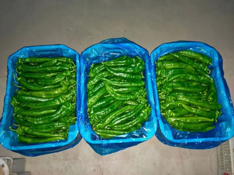 豫椒968牛角椒早熟大果摘掉4茬辣椒还是很大165克重