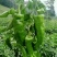 豫椒968牛角椒早熟大果摘掉4茬辣椒还是很大165克重