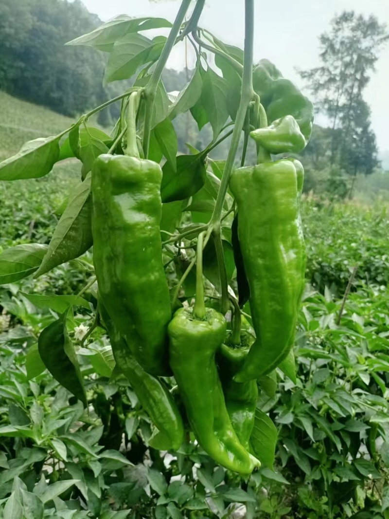 豫椒968牛角椒早熟大果摘掉4茬辣椒还是很大165克重