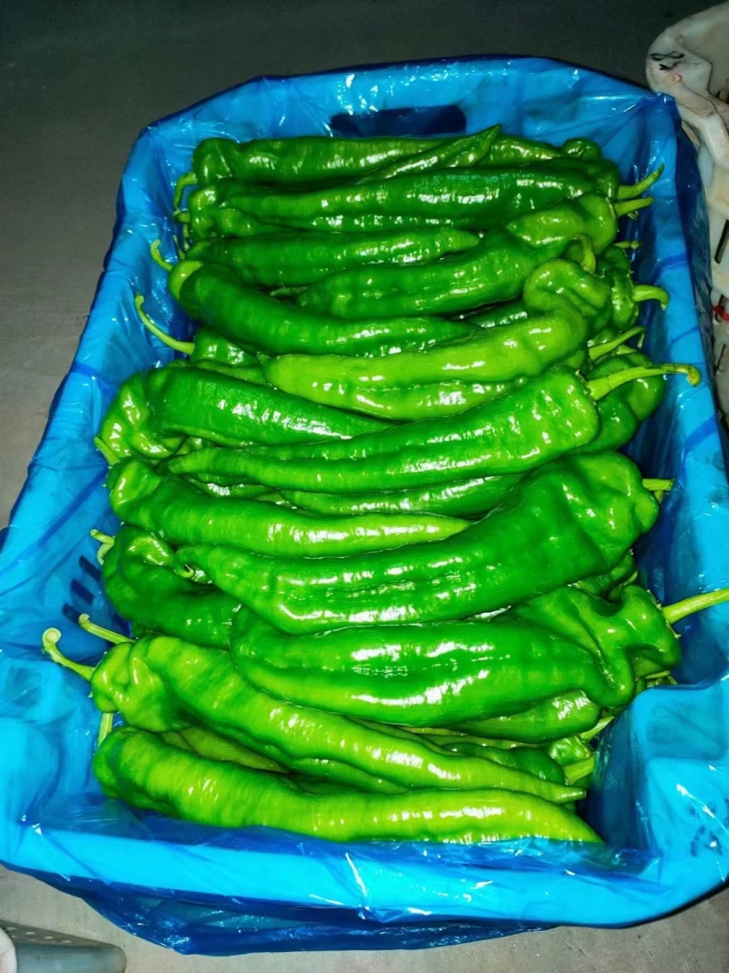 豫椒968牛角椒早熟大果摘掉4茬辣椒还是很大165克重