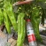 豫椒968牛角椒早熟大果摘掉4茬辣椒还是很大165克重