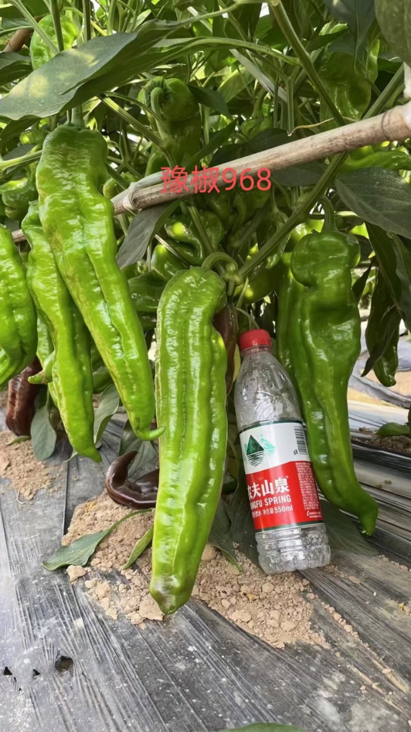 豫椒968牛角椒早熟大果摘掉4茬辣椒还是很大165克重