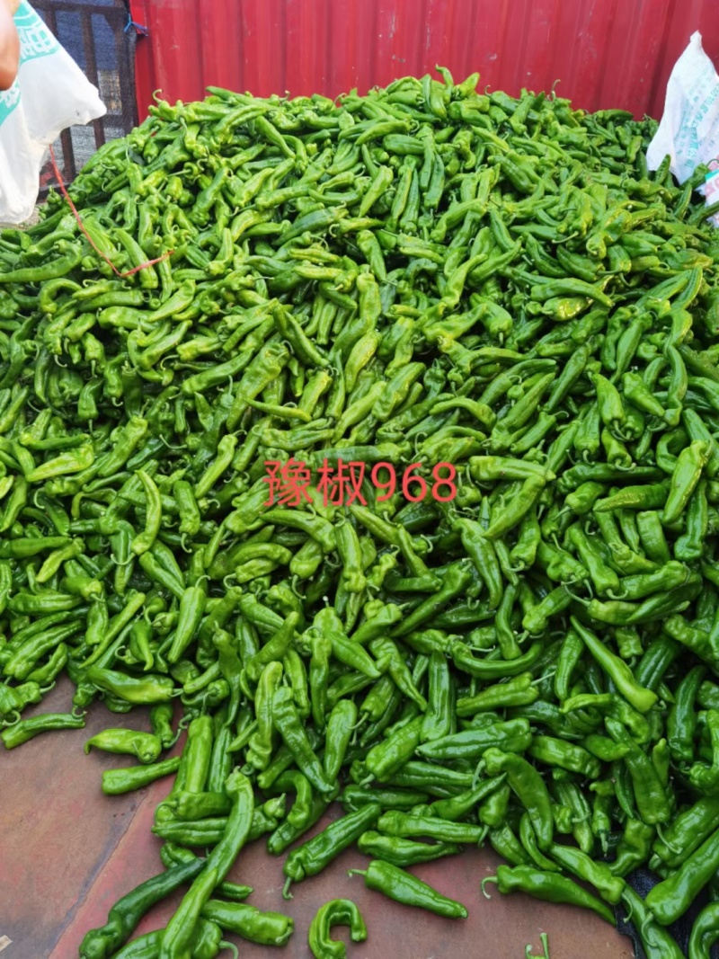 豫椒968牛角椒早熟大果摘掉4茬辣椒还是很大165克重