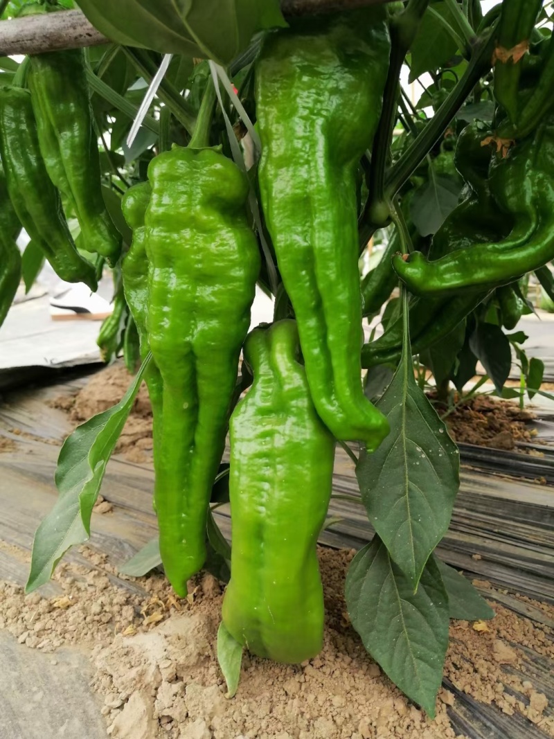 豫椒968牛角椒早熟大果摘掉4茬辣椒还是很大165克重