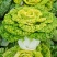 理想金碧辉煌杂交黄心乌塌菜种籽黄心菊菊花菜种子耐寒秋冬季