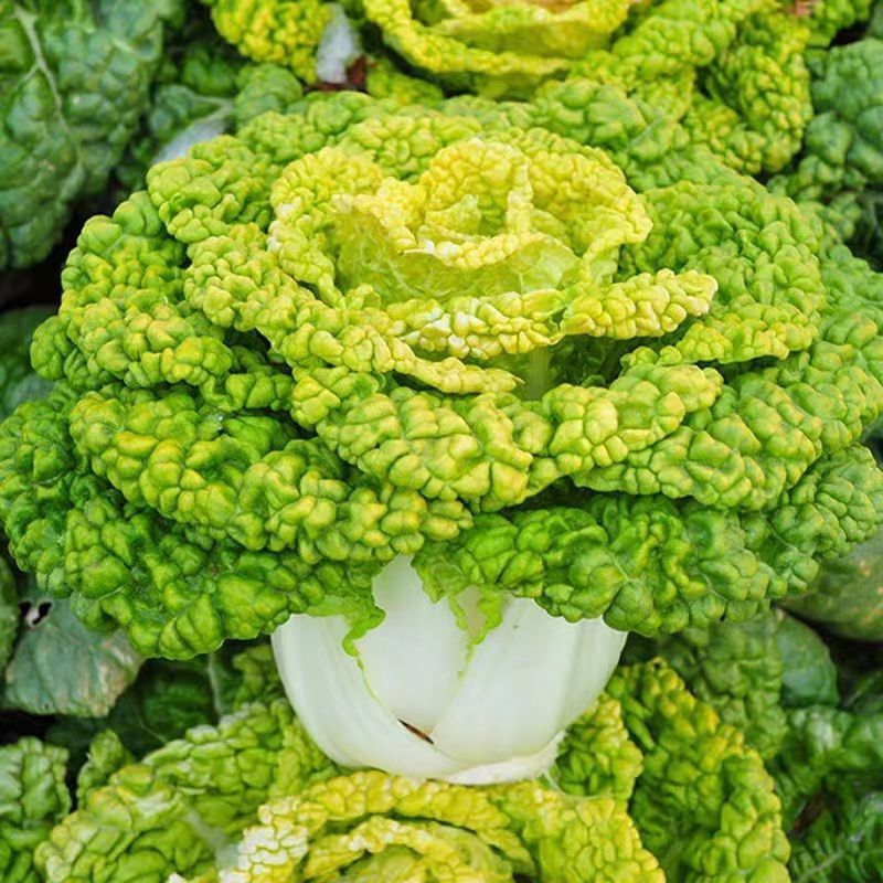 理想金碧辉煌杂交黄心乌塌菜种籽黄心菊菊花菜种子耐寒秋冬季