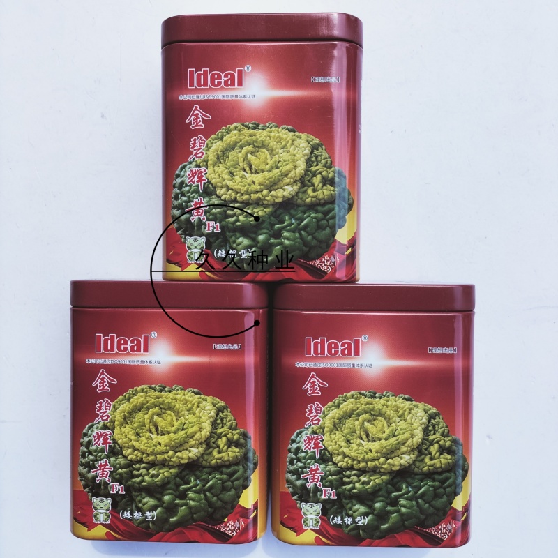 理想金碧辉煌杂交黄心乌塌菜种籽黄心菊菊花菜种子耐寒秋冬季