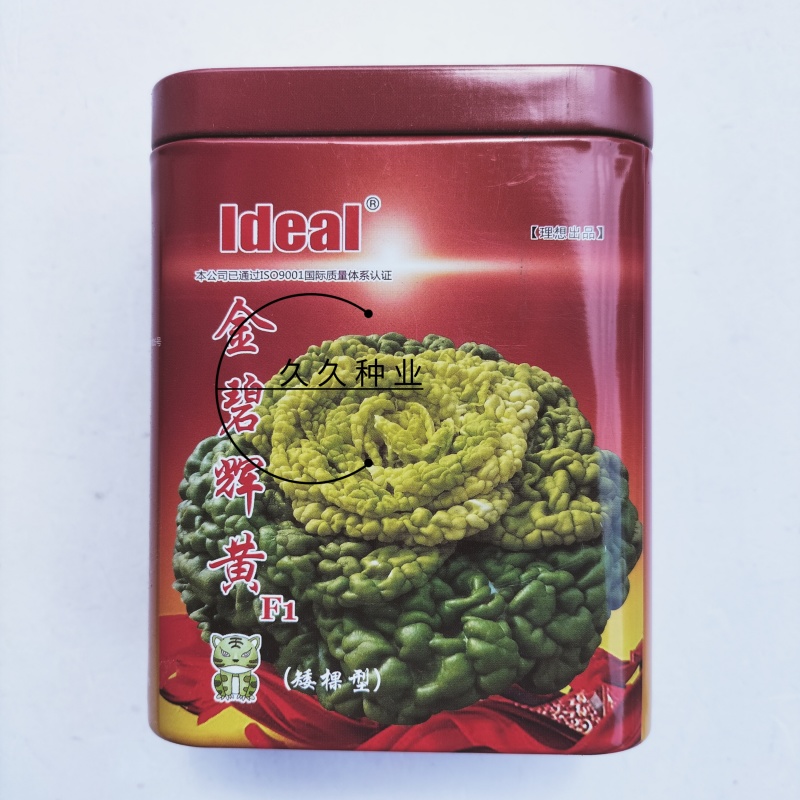 理想金碧辉煌杂交黄心乌塌菜种籽黄心菊菊花菜种子耐寒秋冬季