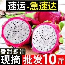 【当季】正宗白心火龙果批发进口热带水果新鲜包邮白肉