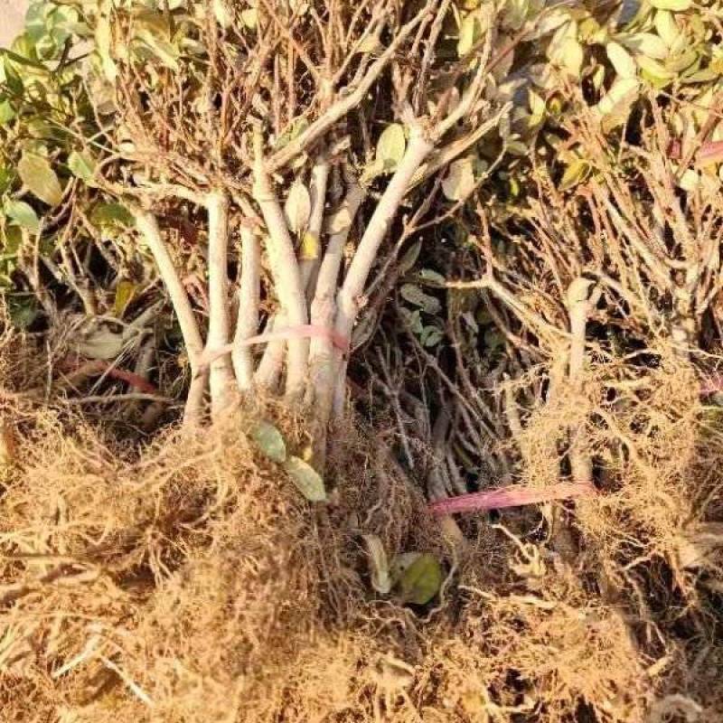 河北省巨鹿县金银花基地大量供应规格齐全，全国发货