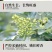 重庆花椒青花椒全国代发货源充足对接超市餐饮批发商