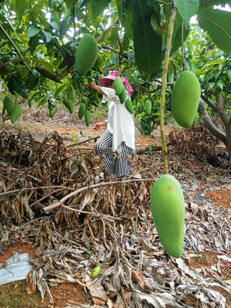 百色芒果