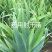 射干苗射干苗绿化苗屋顶庭院绿化价格便宜大量供货
