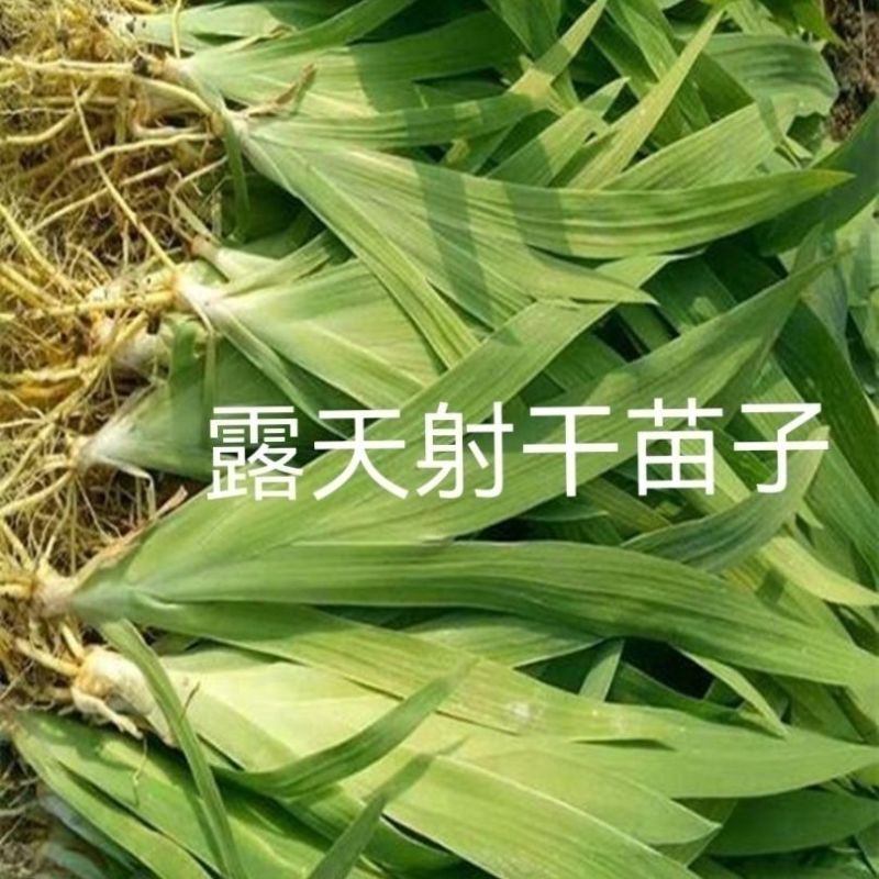 射干苗射干苗绿化苗屋顶庭院绿化价格便宜大量供货