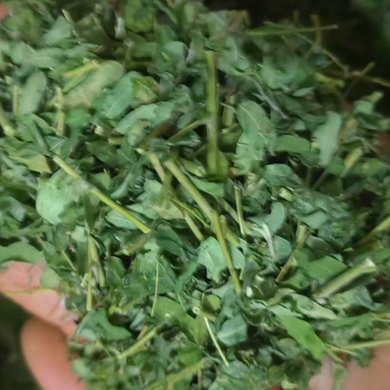 基地直供鸡骨草茶***晒干价格实惠