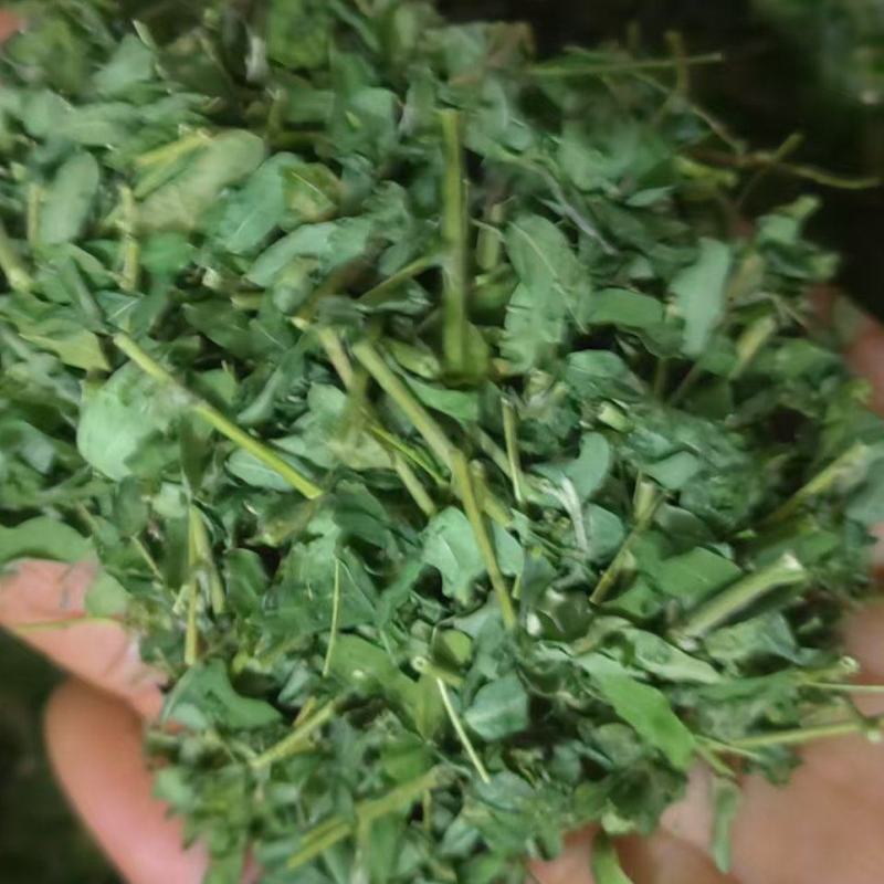 基地直供鸡骨草茶***晒干价格实惠