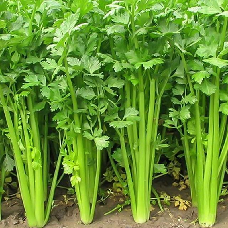 香芹，精品芹菜，规格齐全，质量保证，对接商超市场档口