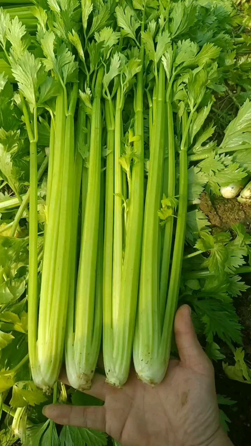 香芹，精品芹菜，规格齐全，质量保证，对接商超市场档口