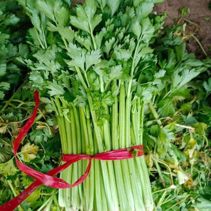 香芹，精品芹菜，规格齐全，质量保证，对接商超市场档口